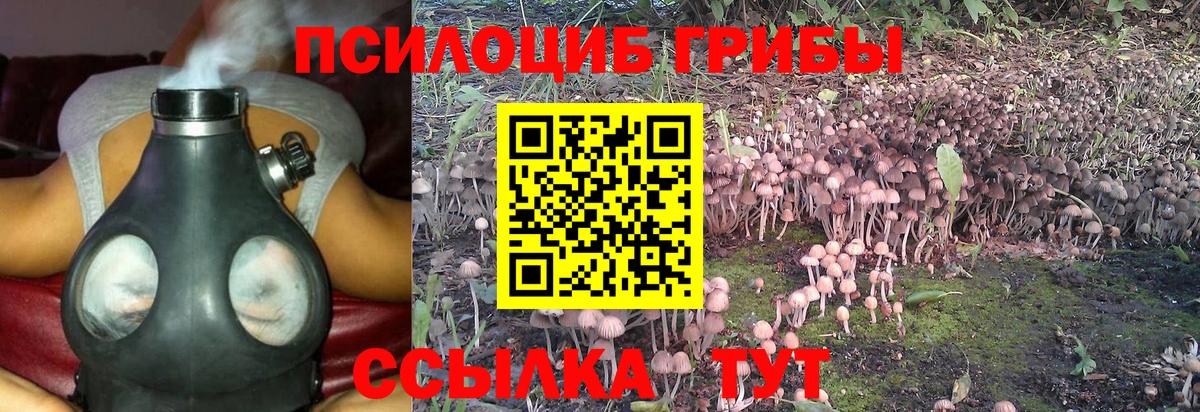 Псилоцибиновые грибы Cubensis Осинники